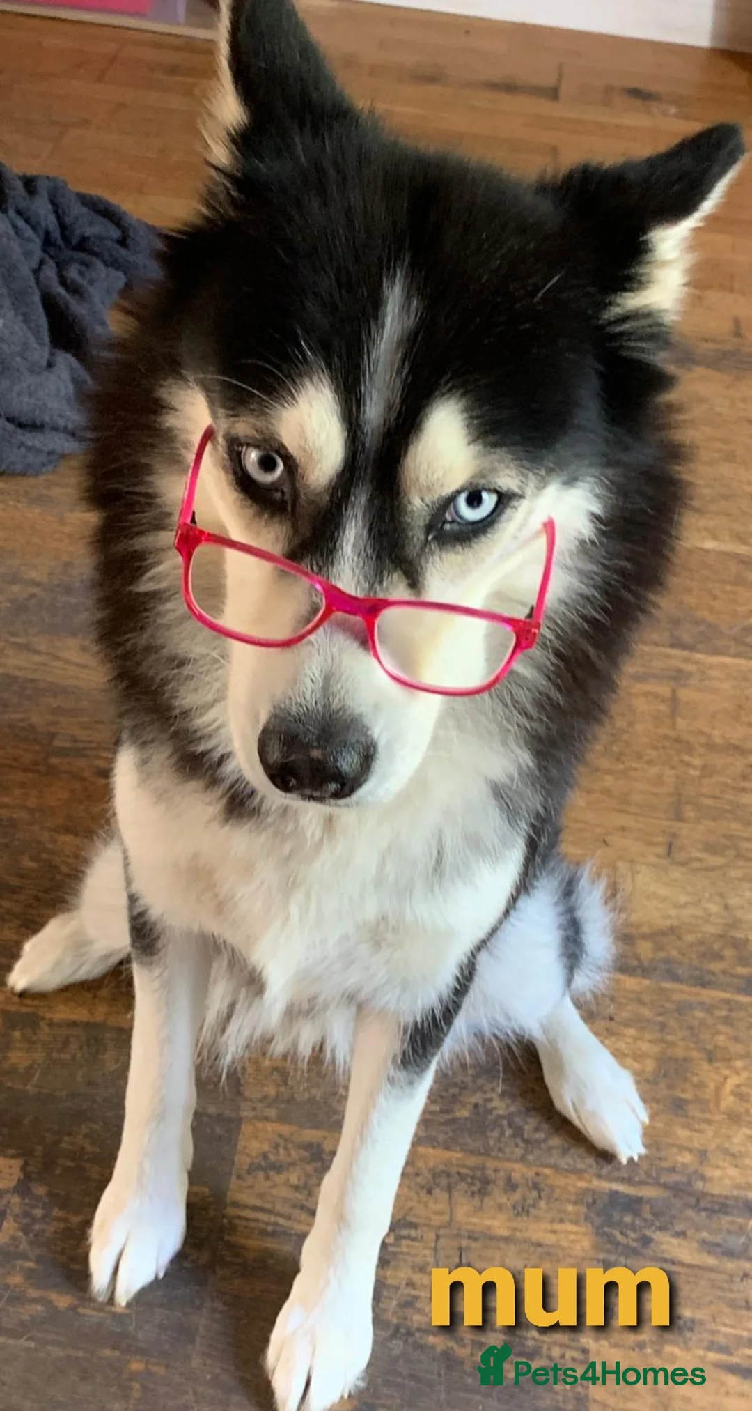 Siberian Husky dogs for stud: Siberian Husky - produces large litters in Cheltenham - Advert 10