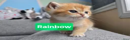 British Shorthair cats for sale: Pedigree golden British shorthair  - Advert 19
