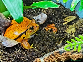 Frog reptiles Tomato & Chubby Frogs - Advert 3