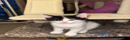Mixed Breed cats for sale: 2 male, 4 female kittens are looking for home - Advert 14
