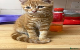 Mixed Breed cats for sale: 4 stunning kittens looking for their forever home. - Image 32