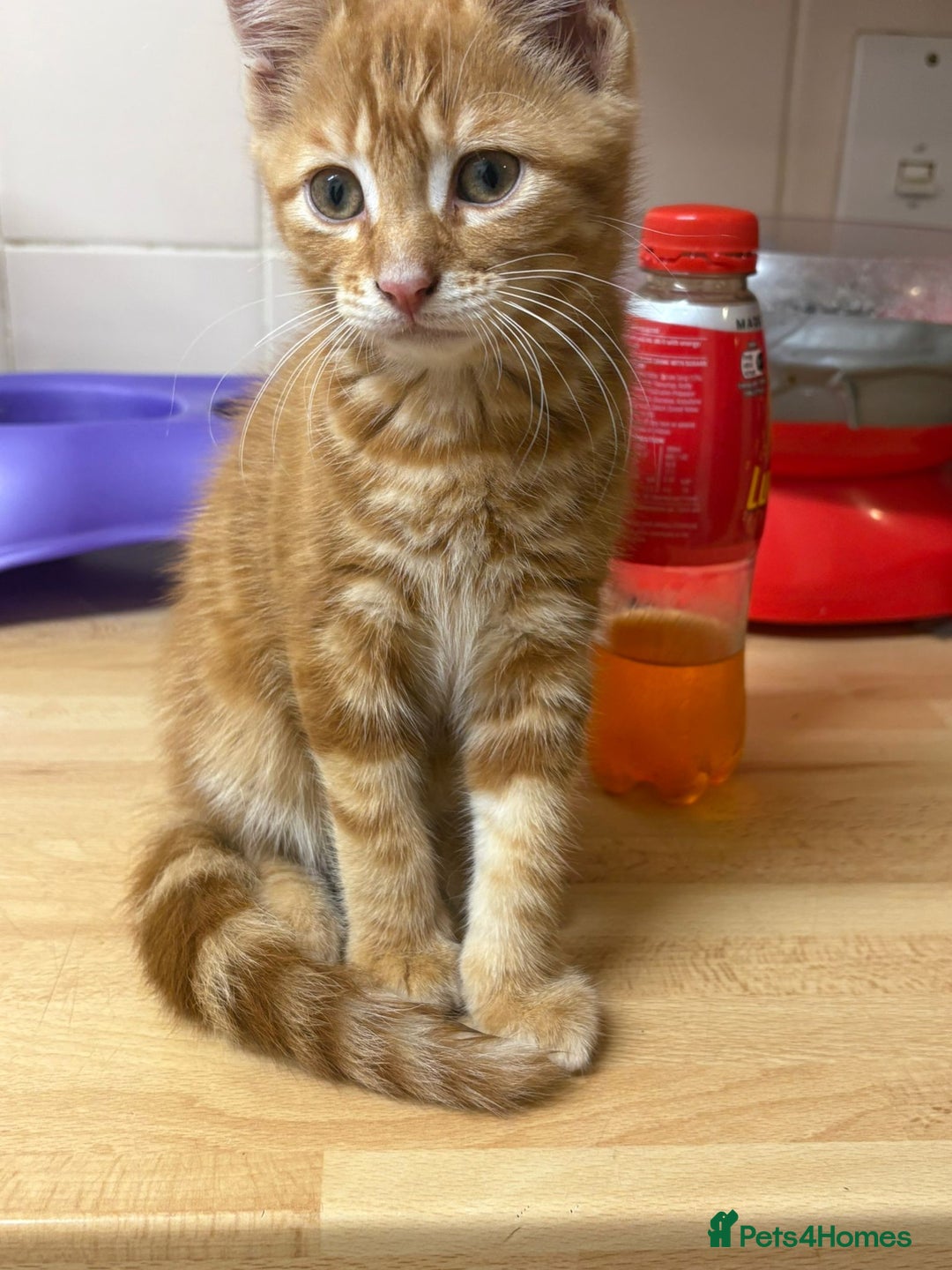 Mixed Breed cats for sale: 4 stunning kittens looking for their forever home. - Image 32