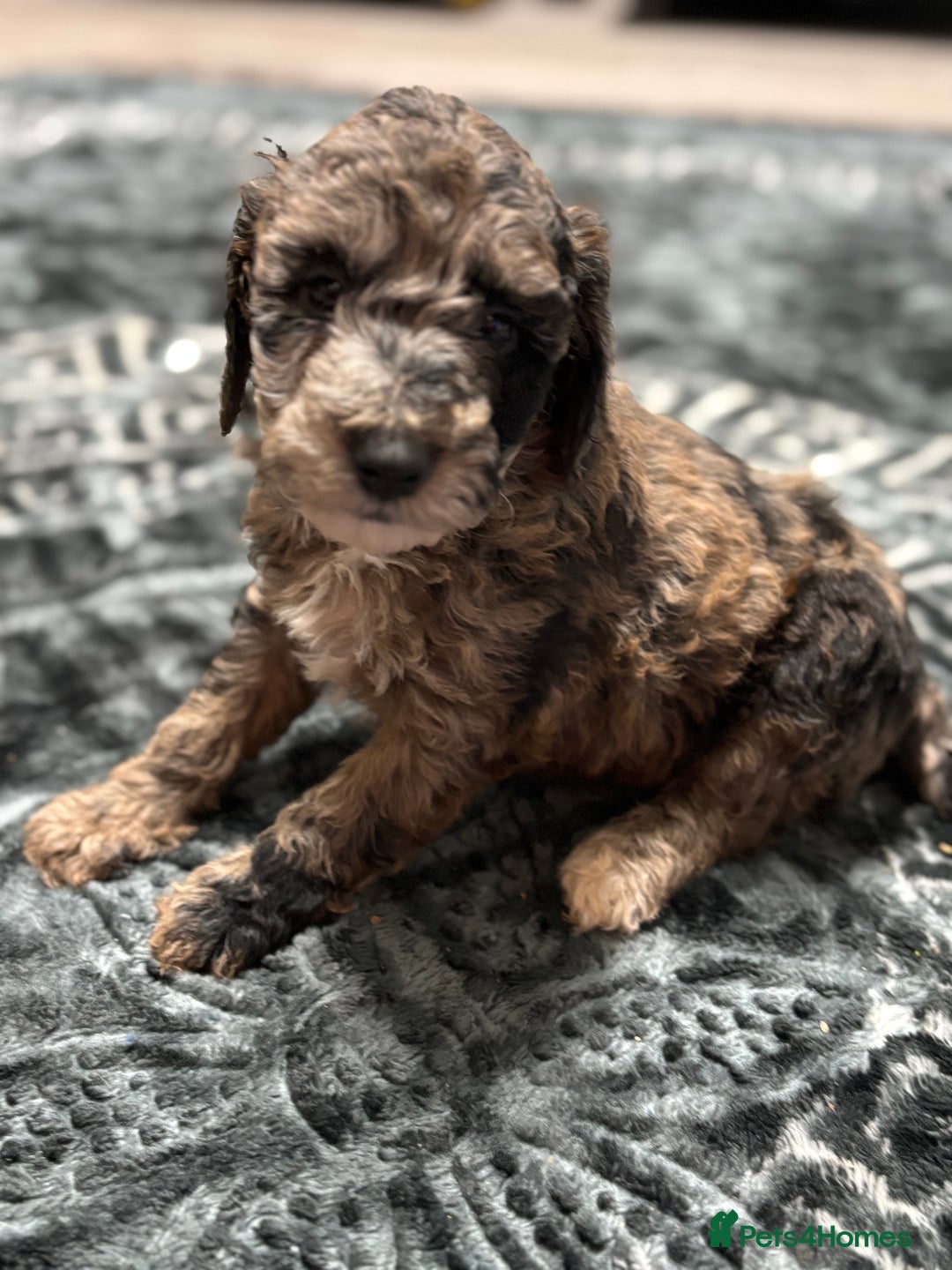 Miniature Poodle dogs for sale: Beautiful health tested miniature poodles  - Advert 1
