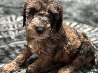 Miniature Poodle dogs Beautiful health tested miniature poodles - Advert 19