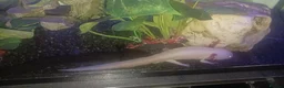 Other/Mixed Breed fish for sale: Two male axolotls  in Stockton-on-Tees - Advert 3
