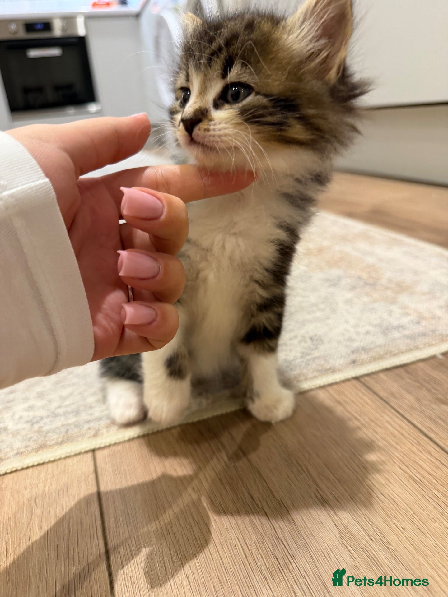 Mixed Breed cats 2 Beautiful Long Haired Kittens 🐈 - Advert 8