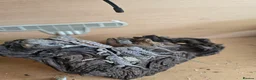 Bearded Dragon reptiles for sale: BEARDED DRAGONS TINT OF RED  - Advert 3