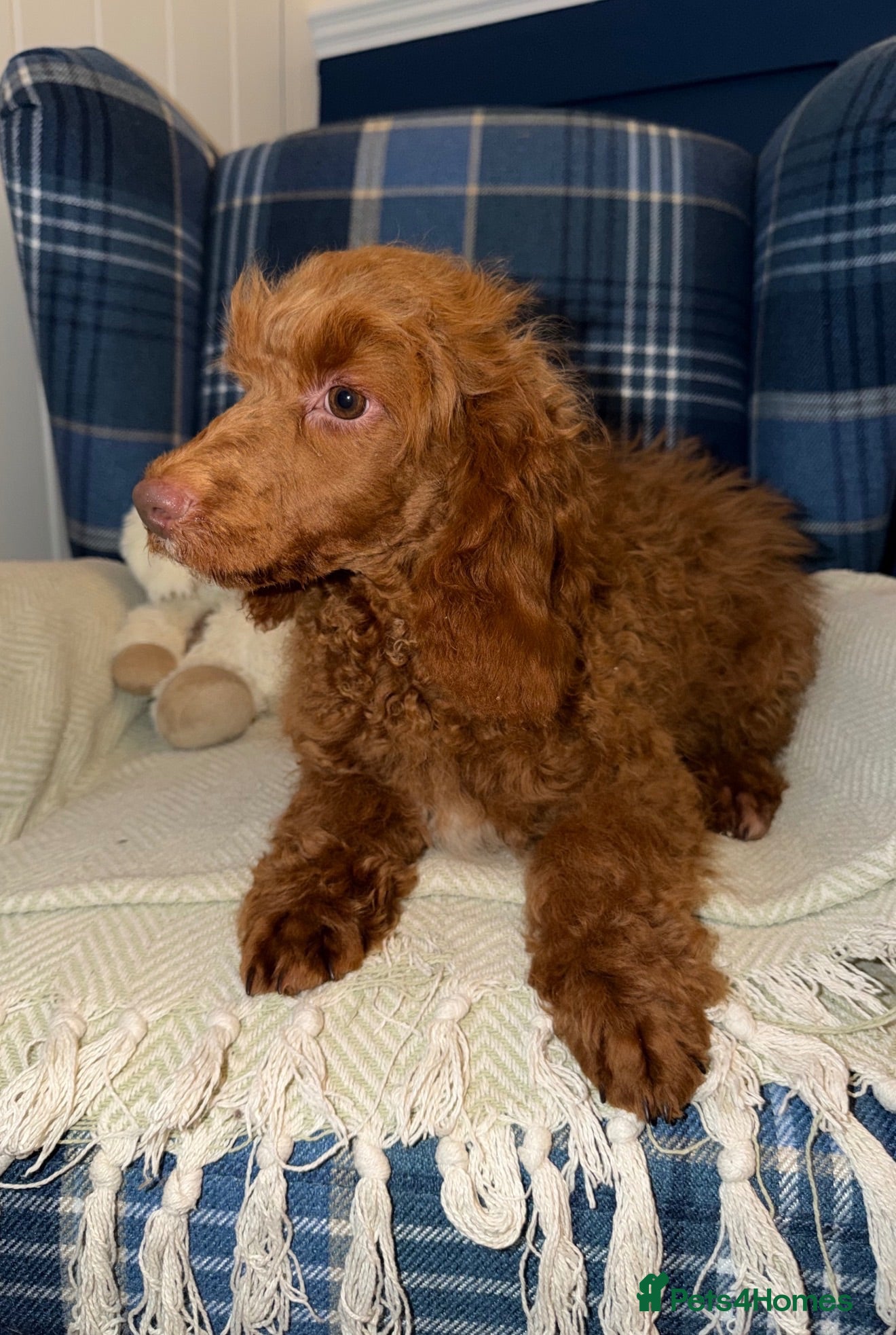 Miniature Poodle dogs 🩷Beautiful Mini Poodle Puppies - Ready Now 💜 - Advert 1
