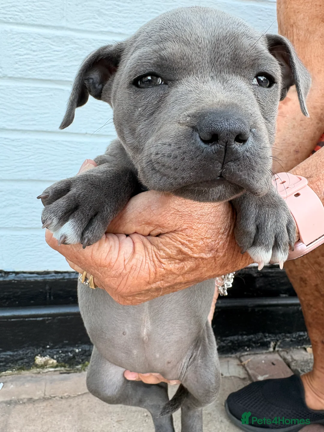 Staffordshire Bull Terrier dogs for sale: Adorable Staffordshire Bull Terrier in Wirral - Advert 2