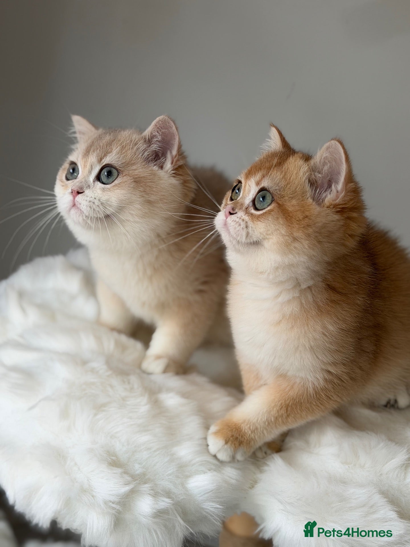 British Shorthair cats for sale: Luxury British Shorthair Lilac kitten - Advert 2