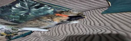 Bengal cats for sale: Bengal X DLH kittens  - Advert 22