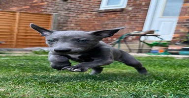 Whippet dogs - Advert 6