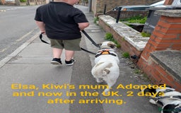 Mixed Breed dogs for adoption: Kiwi, 1 yr old. Available for adoption. - Image 11