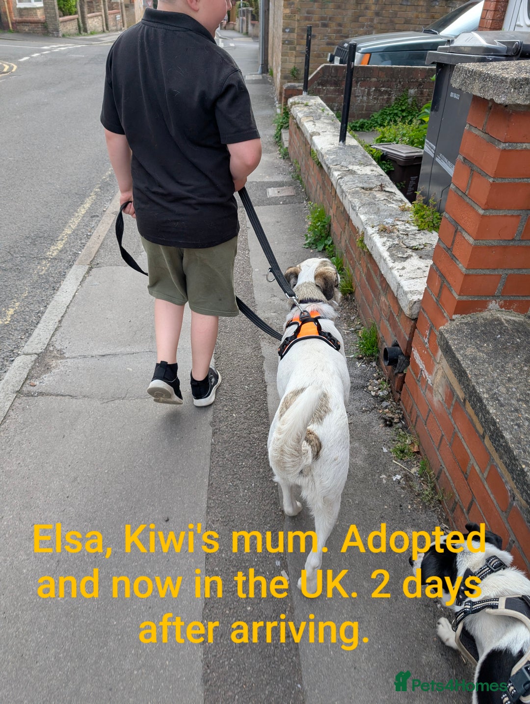 Mixed Breed dogs for adoption: Kiwi, 1 yr old. Available for adoption. - Image 11