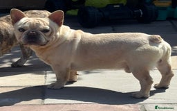 French Bulldog dogs for sale: Male French bulldog carrying Pink, Blue & fluffy - Image 4
