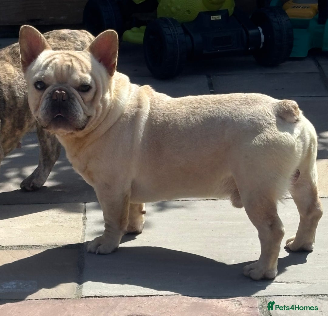 French Bulldog dogs for sale: Male French bulldog carrying Pink, Blue & fluffy - Image 4