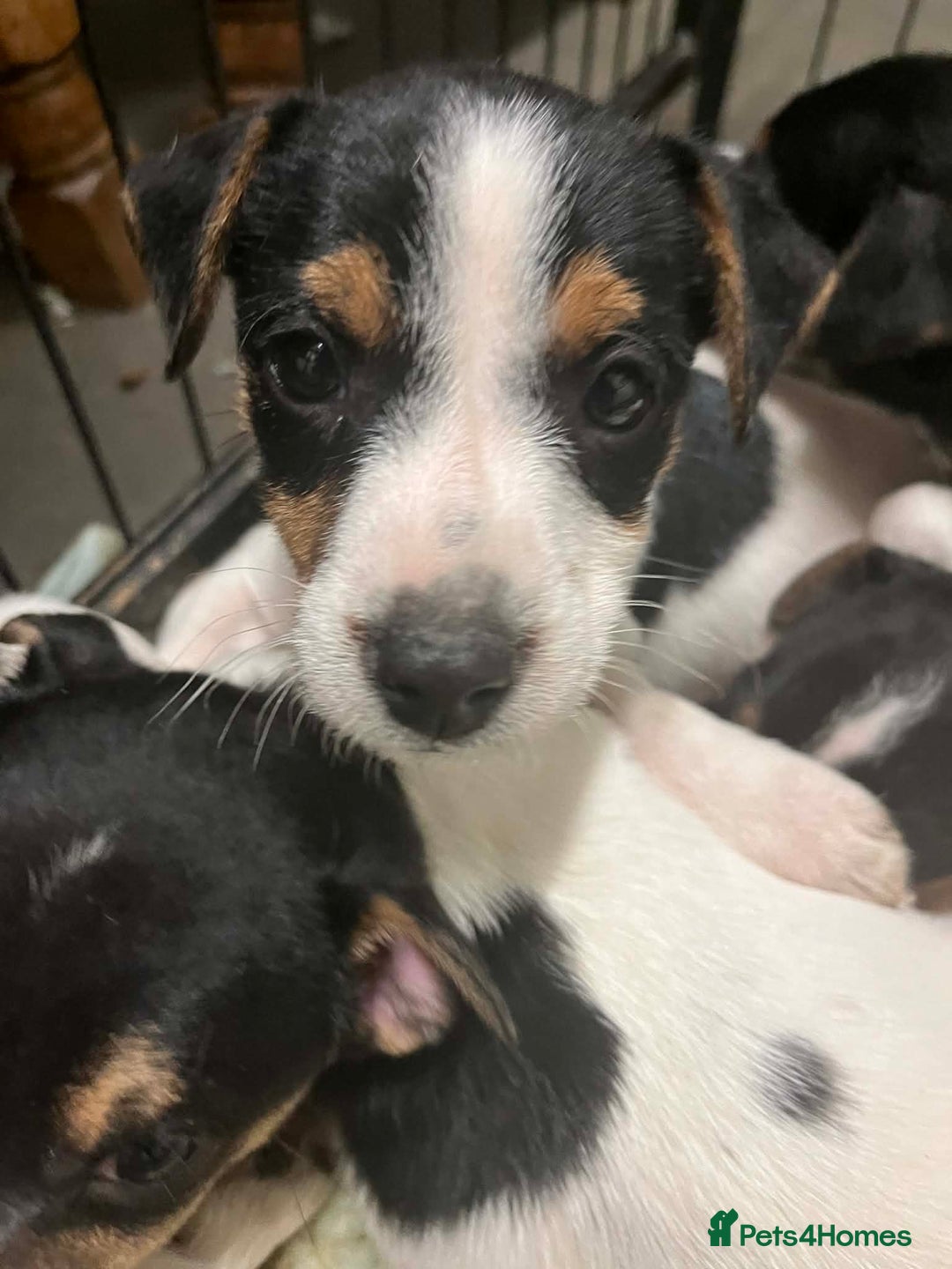 Jack Russell dogs for sale: Gorgeous Jack Russell puppies  - Advert 9