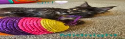Maine Coon cats for sale: ✨ Meet Our Magnificent Maine Coon Kittens ✨ - Advert 8