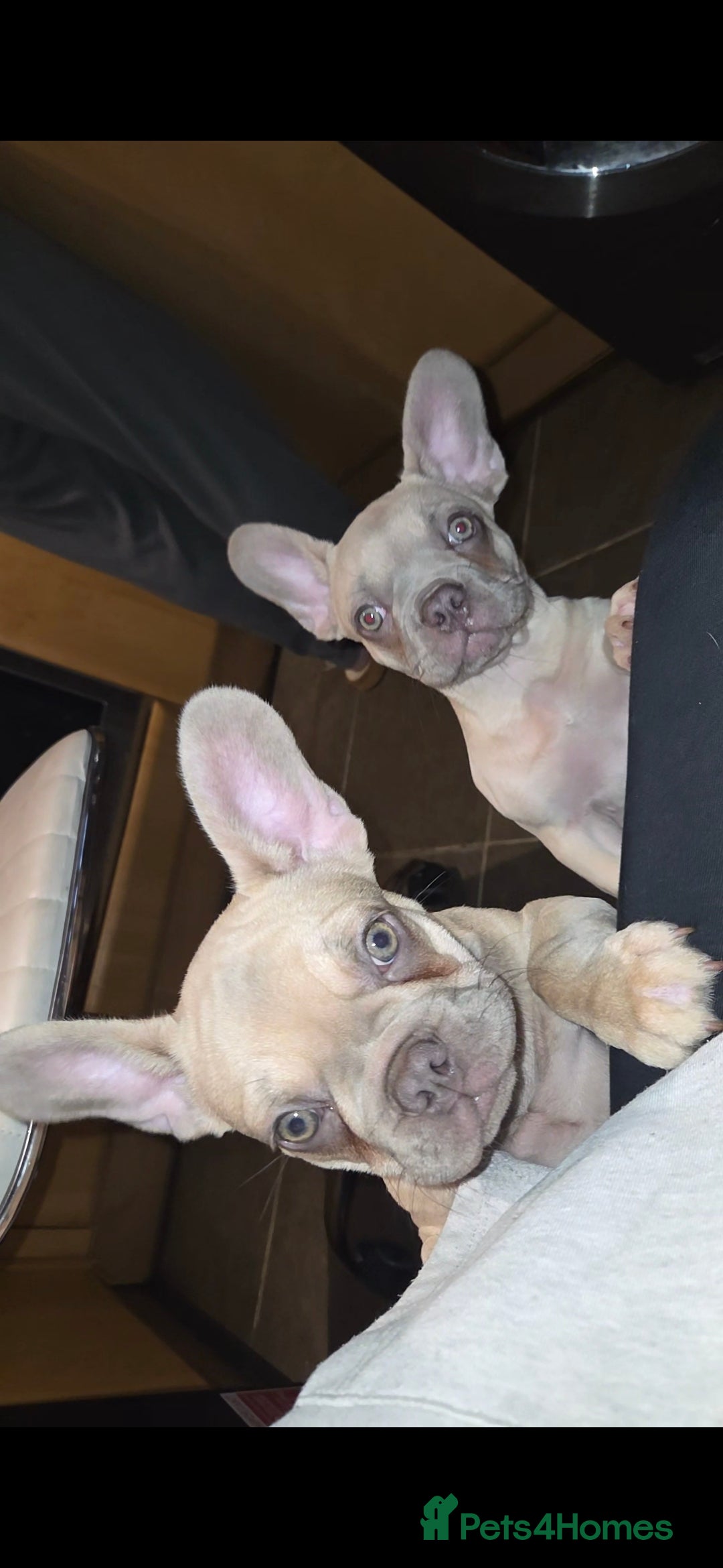 French Bulldog dogs for sale: Frenchies for sale - Advert 4