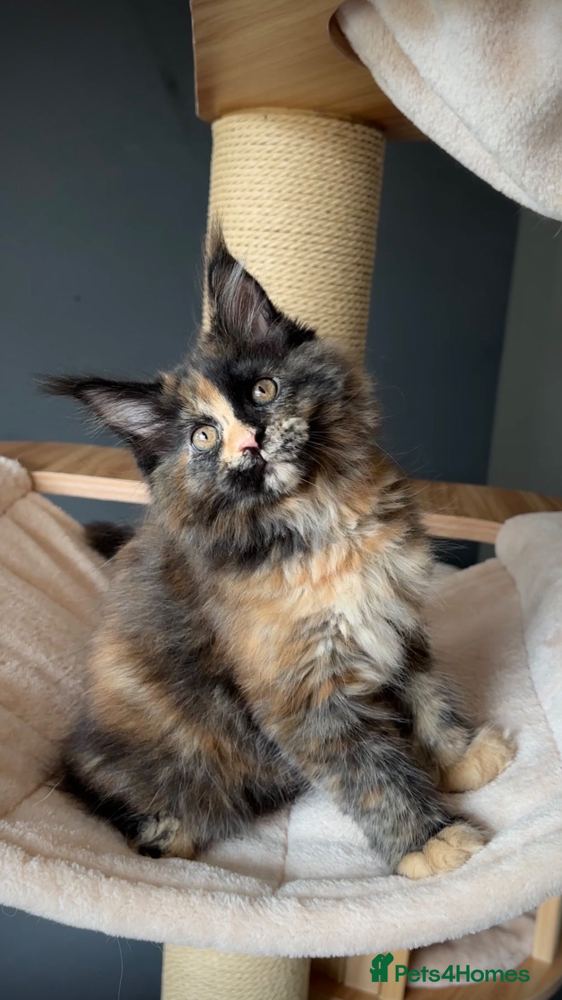 Maine Coon cats Maine Coon Kittens.. GCCF Reg and Health Tested.  - Advert 2