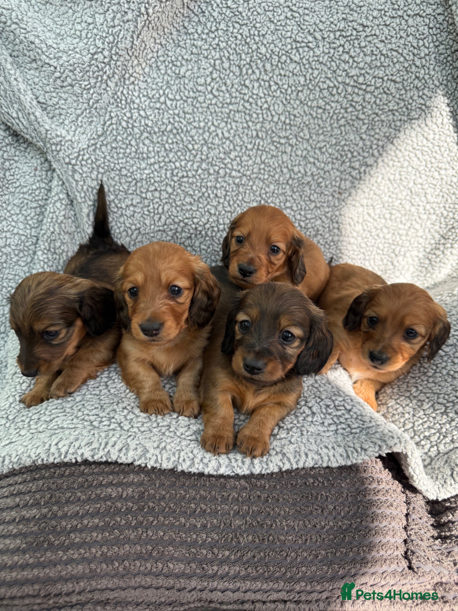 Miniature Dachshund dogs Gorgeous litter of longhair miniature dachshunds - Advert 3
