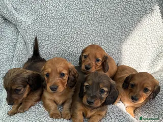 Miniature Dachshund dogs Gorgeous litter of longhair miniature dachshunds - Advert 3