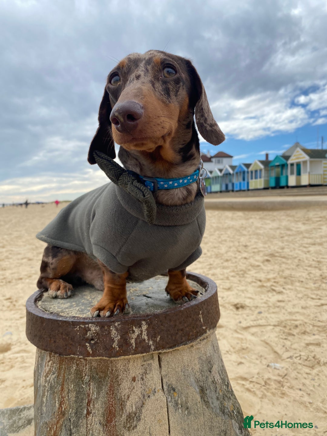 Dachshund dogs for stud: Miniature Dachshund Stud Kc registered & Pra clear in Stowmarket - Image 8