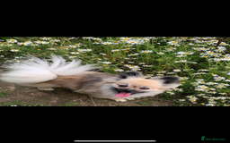 Pomeranian dogs for sale: 5⭐️ 🏆 champion bloodline Pomeranians  - Image 3