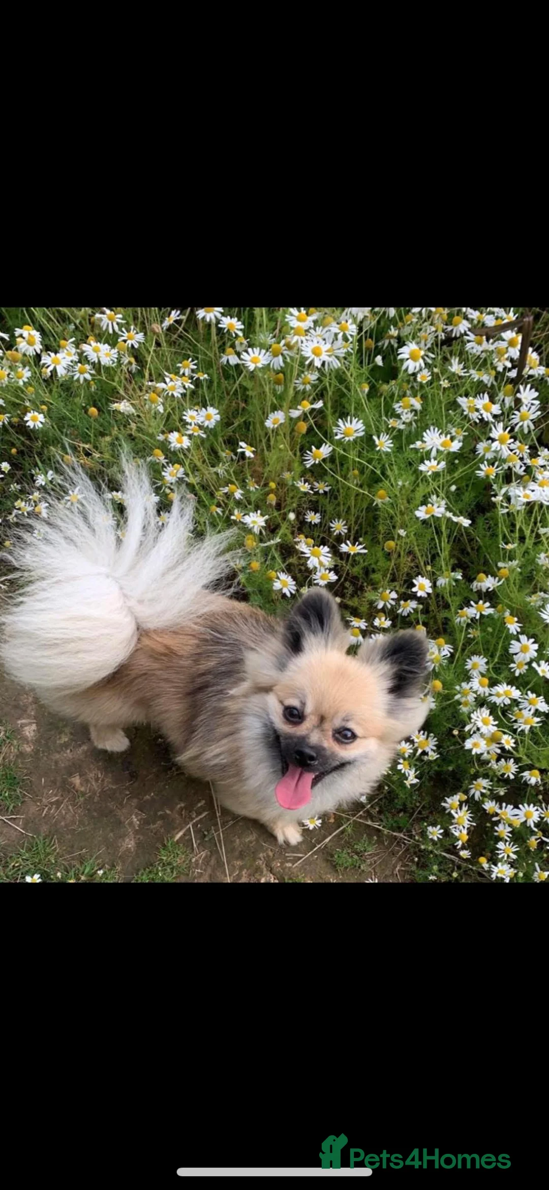 Pomeranian dogs for sale: 5 Generation champion Russian bloodline - Advert 8