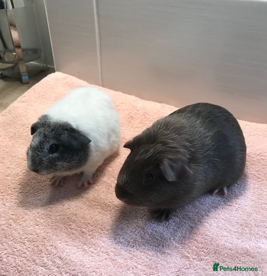 Guinea Pig rodents for sale: Two young Sows and Older boars - Image 4