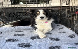 Border Collie dogs for sale: PEDIGREE ISDS & KC BORDER COLLIE PUPS - Image 38
