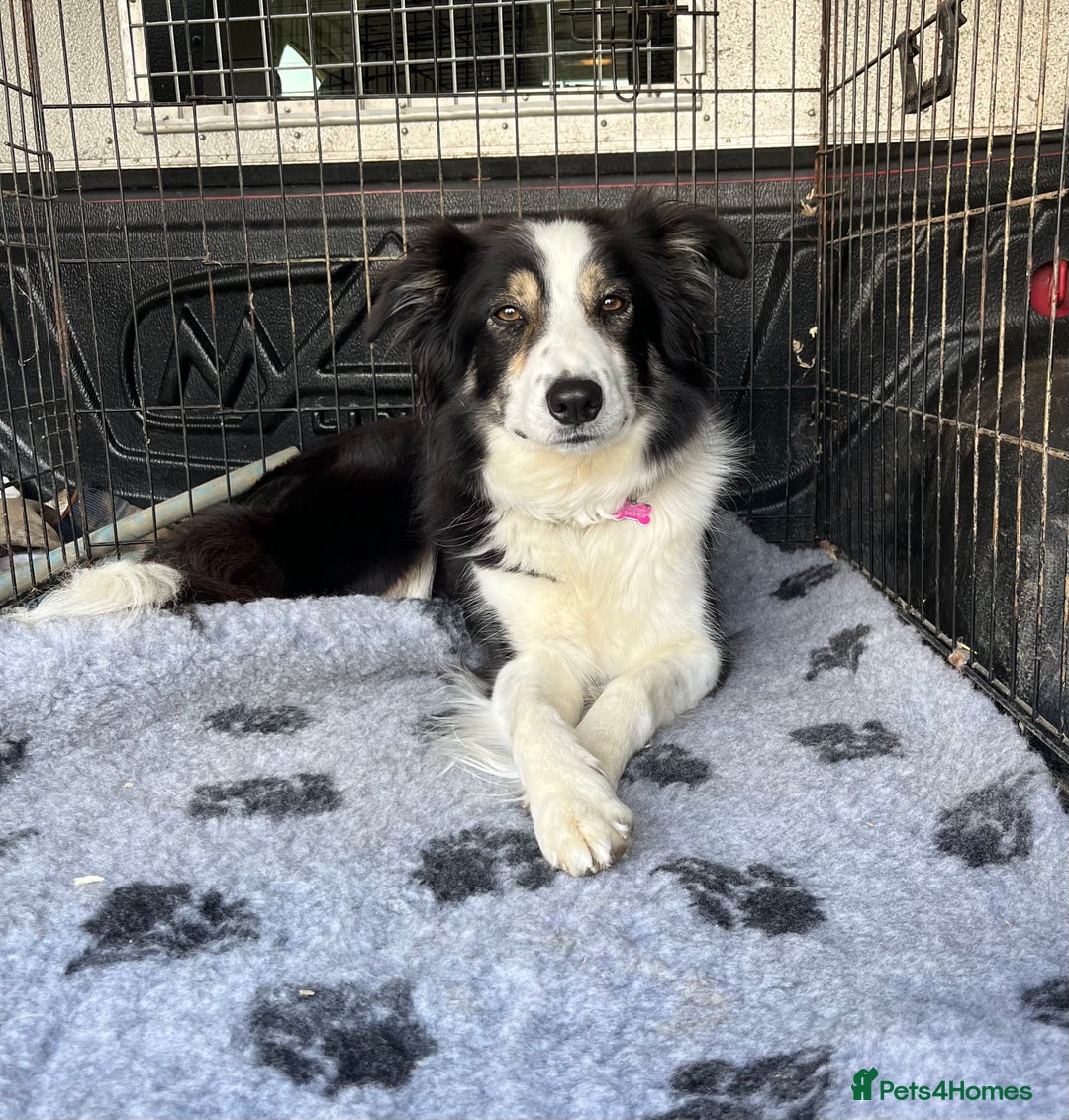 Border Collie dogs for sale: PEDIGREE ISDS & KC BORDER COLLIE PUPS - Image 38