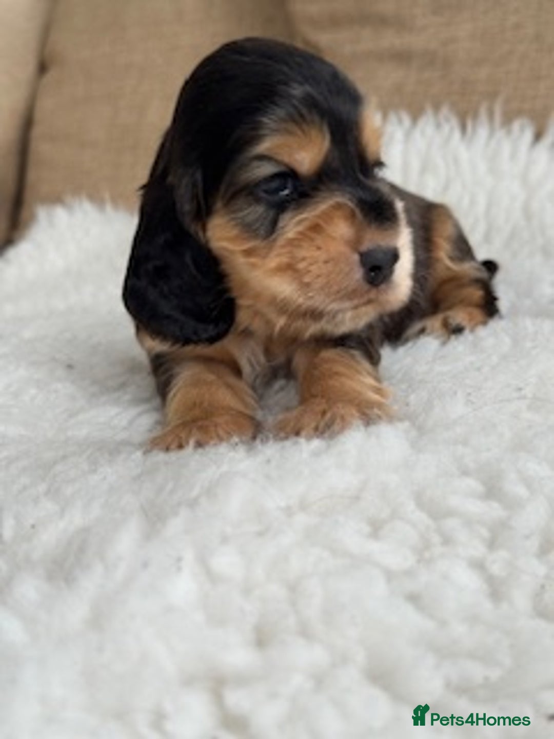 Cocker Spaniel dogs for sale: Health tested show cocker spaniels - Image 11