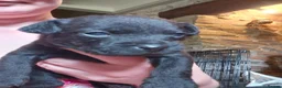 Patterdale Terrier dogs for sale: 4 chocolate/black Patterdale puppies - female - Advert 7