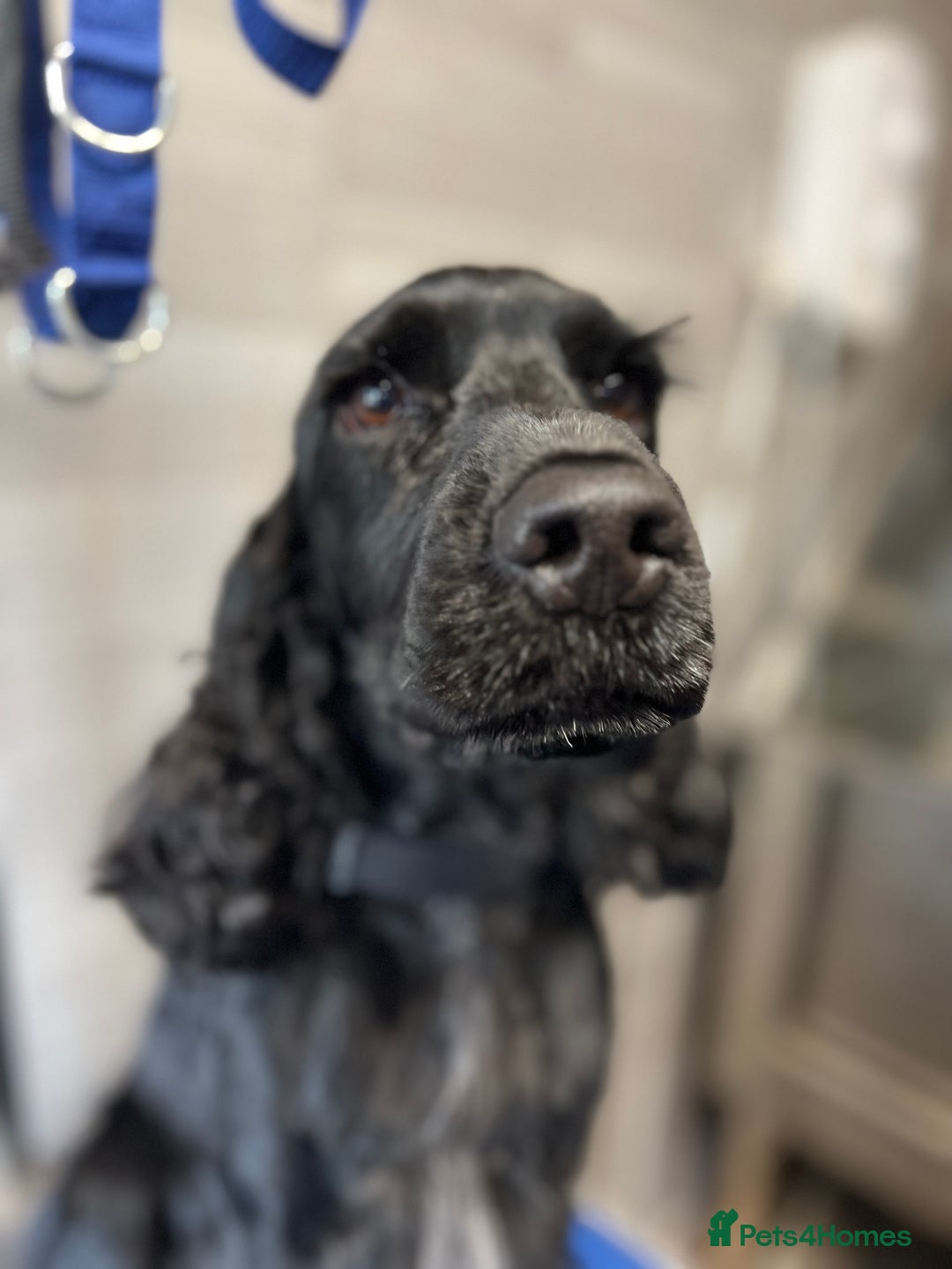 Cocker Spaniel dogs for sale: Adult kc reg show cocker spaniel  - Advert 1