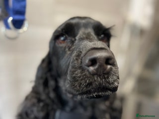 Cocker Spaniel dogs Adult kc reg show cocker spaniel - Advert 1