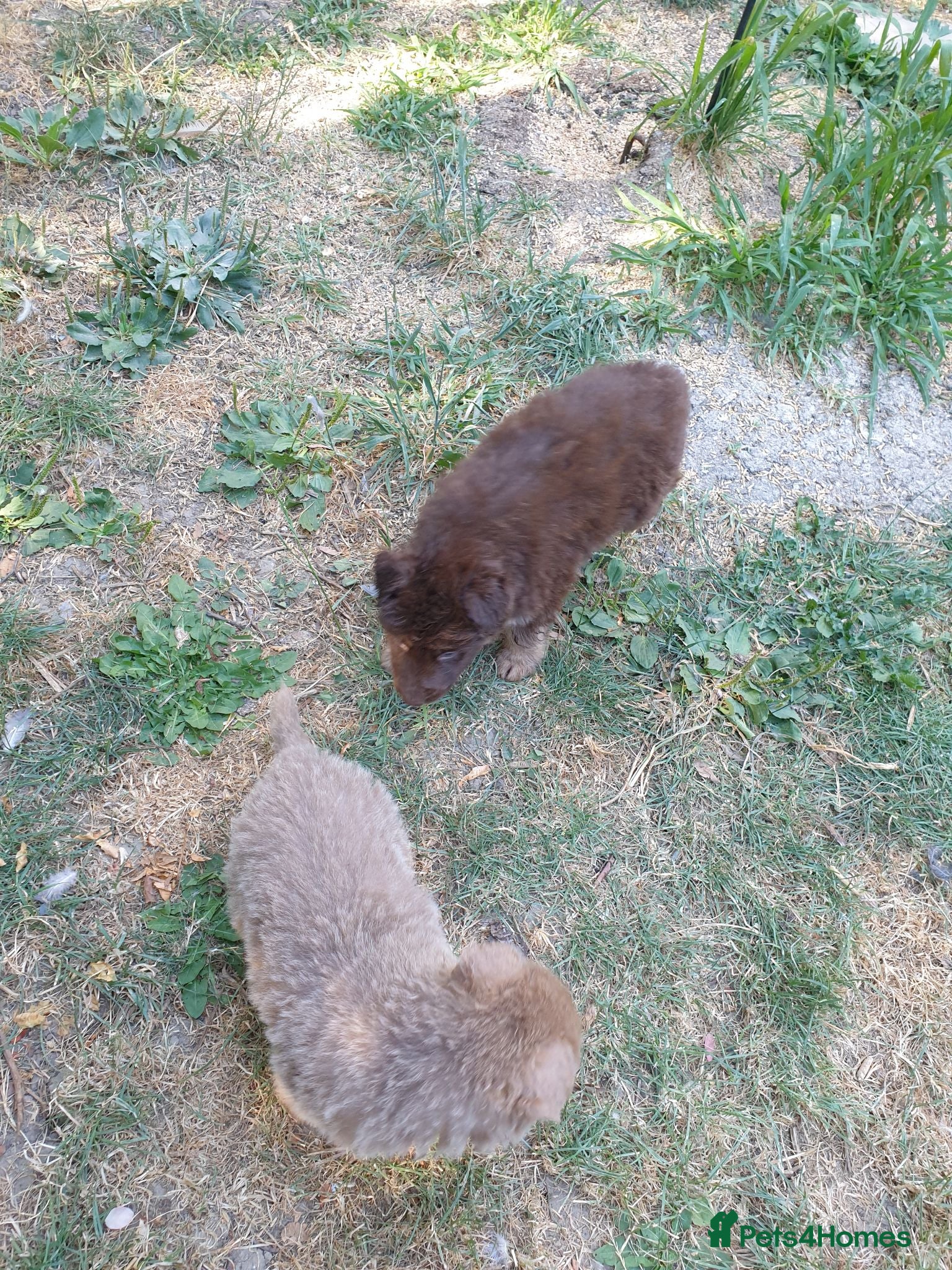 German Shepherd dogs German Shepherd puppies all colours ready end Aug - Advert 3