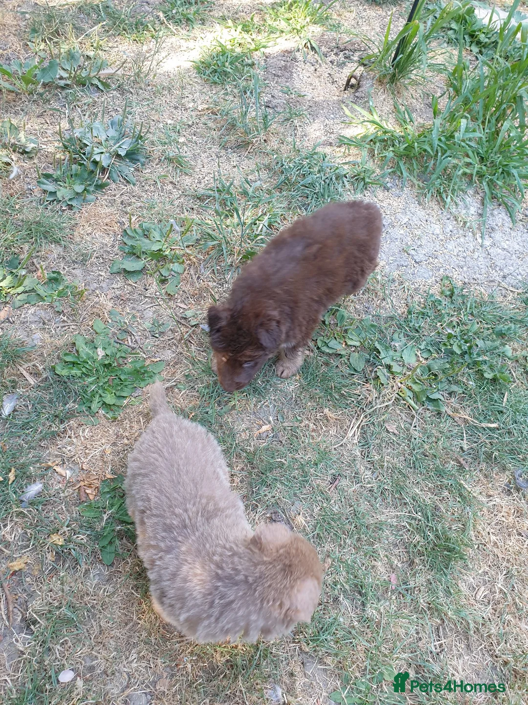German Shepherd dogs for sale: German Shepherd puppies all colours ready end Aug - Advert 1