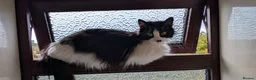 Mixed Breed cats for sale: Five Beautiful kittens  in Billingham - Advert 2