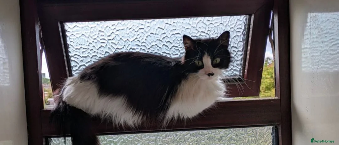 Mixed Breed cats for sale: Five Beautiful kittens  in Billingham - Advert 2