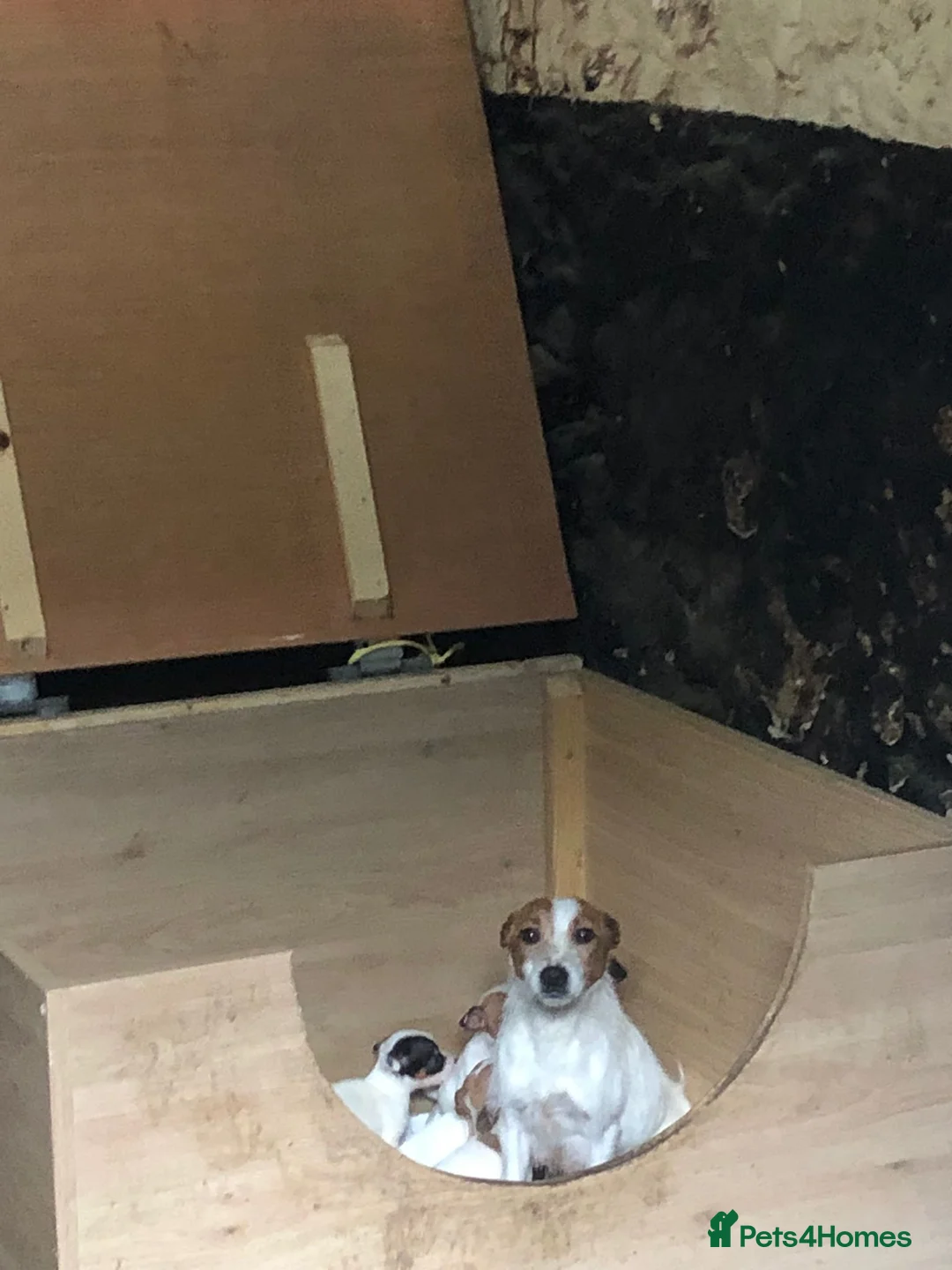Jack Russell dogs for sale: Jack Russell Puppies For Sale - Advert 2