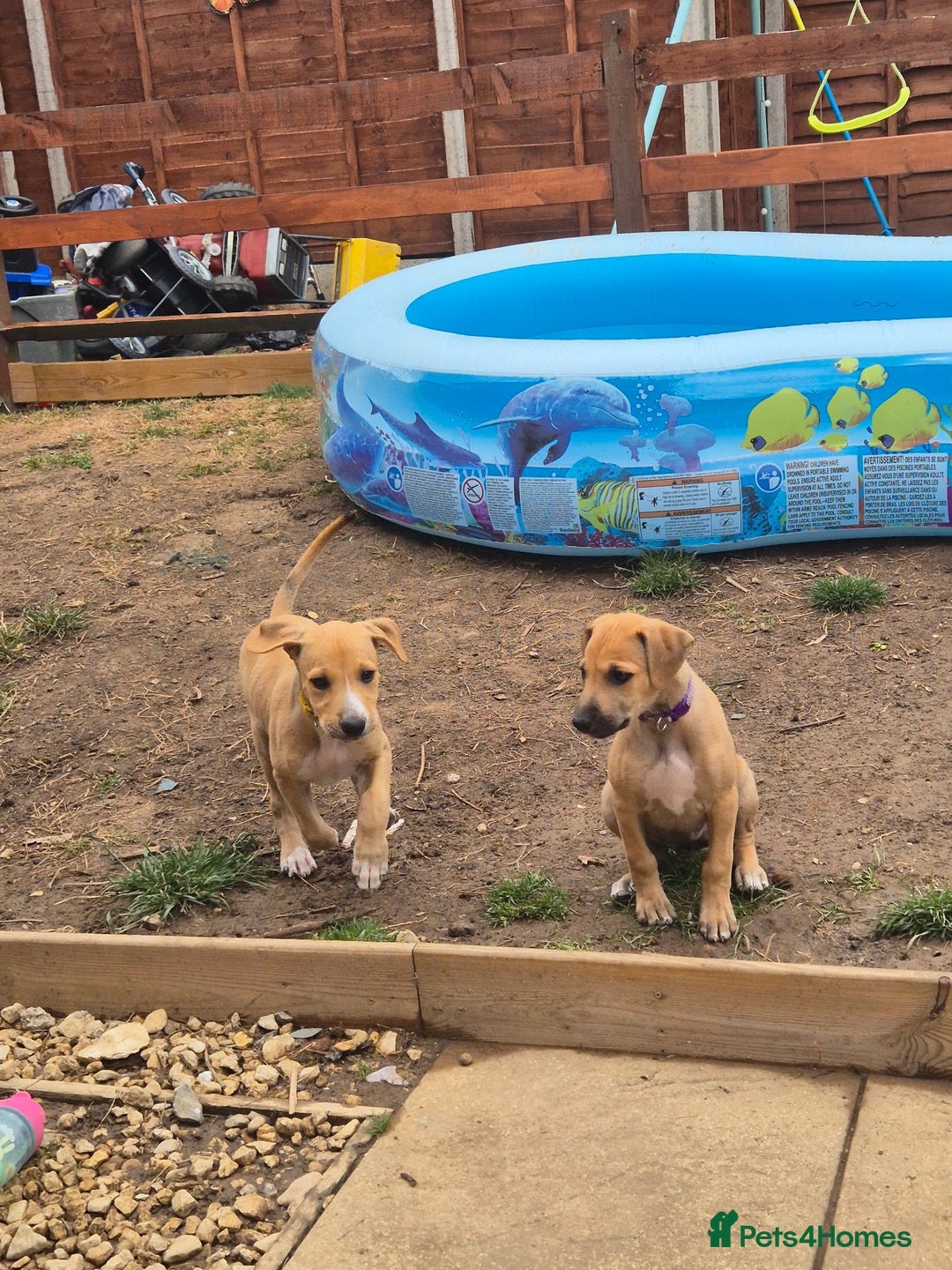 Mixed Breed dogs for sale: Lurcher x staff  in Sturminster Newton - Image 21