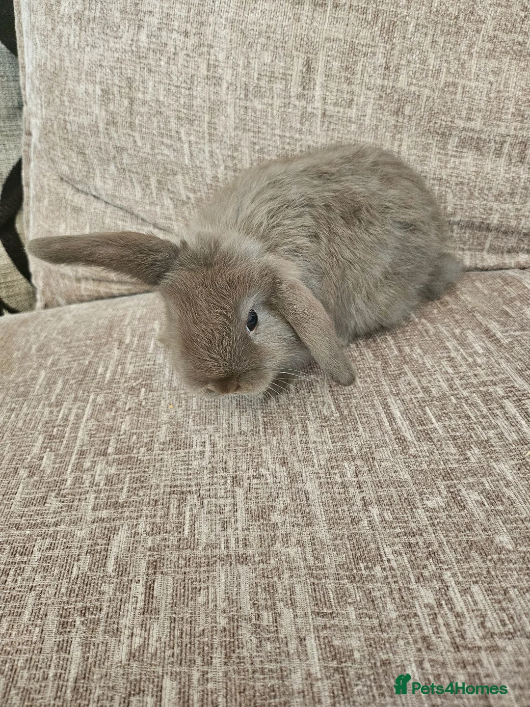Mini Lop rabbits for sale: Mini Lops for Sale - Advert 2