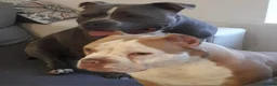 American Bully dogs for sale: Two Stunning American Bully Standard Puppies - Advert 24