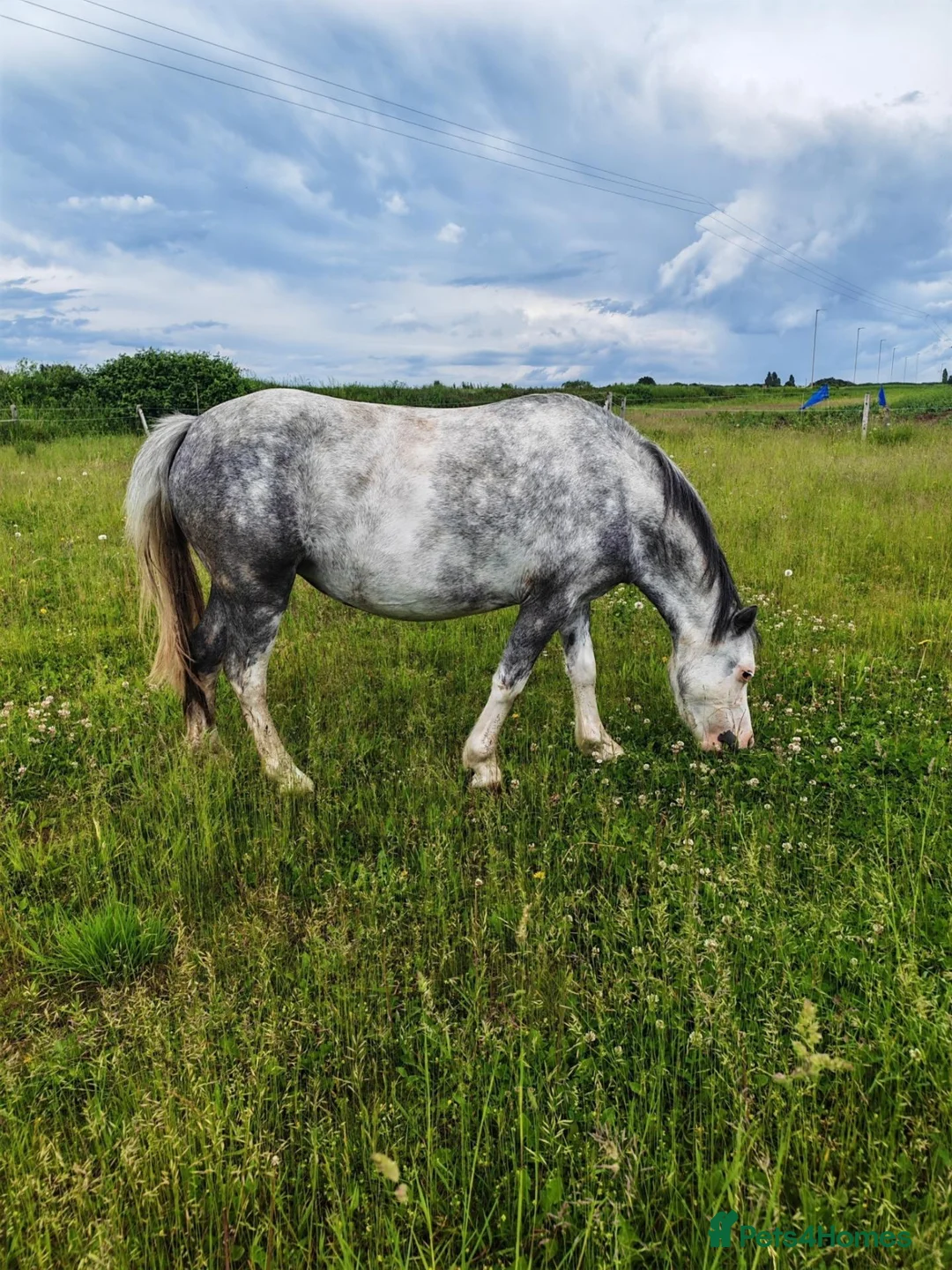 Welsh Section A horses for sale: Flo is looking for a loan with the view to buy  - Advert 2