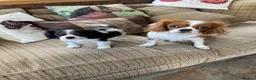 Cavalier King Charles Spaniel dogs for sale: KC cavalier tri boy from health tested parents - Advert 1