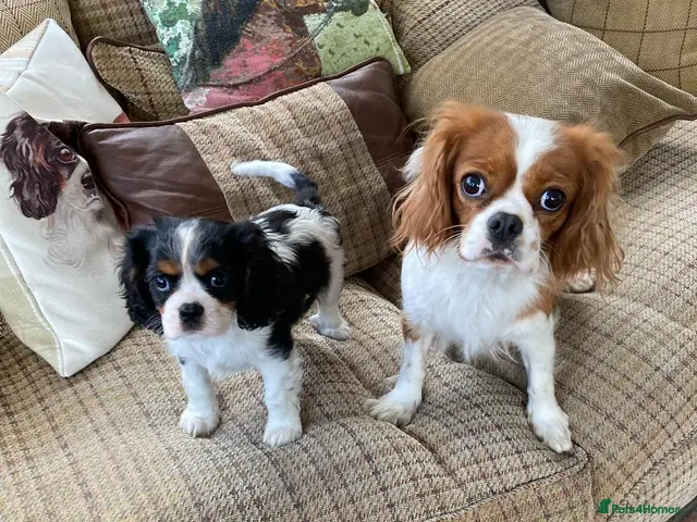 Cavalier King Charles Spaniel dogs for sale: KC cavalier tri boy from health tested parents - Advert 11