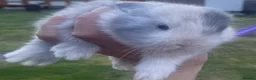Mini Lop rabbits for sale: Gorgeous baby mini lops  - Advert 19