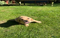 Labrador Retriever dogs for sale: Labrador puppies  - Image 11