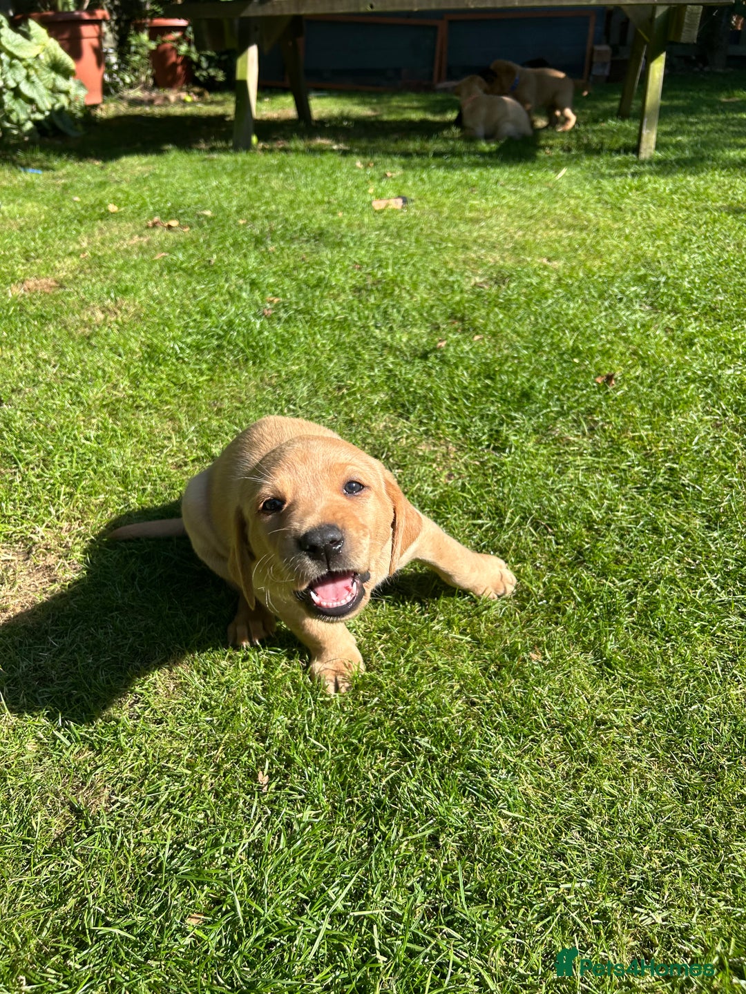 Labrador Retriever dogs for sale: Labrador puppies  - Image 11